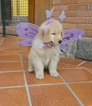 magic fairy puppy